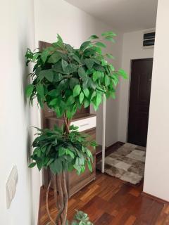 Apartman Igor 1 - Belgrado - 6