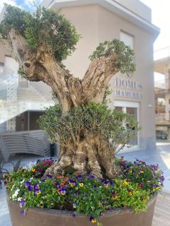 Domus Mamurra - Formia - 8