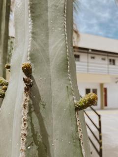 Noas Hotel - Matamoros - 2