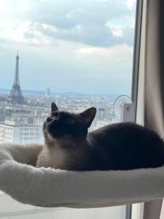 Chambre Privée Dans Appartement Vue Imprenable sur la Tour Eiffel - Paris - 1