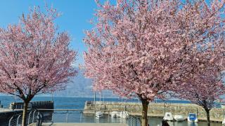 Villa Lago Groundfloor Lakefront Beach Garden Bike&Boat& Scooter Lake Como - 2