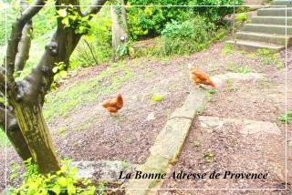 La Bonne Adresse - Gite ZENITUDE - Cornillon-Confoux - 5