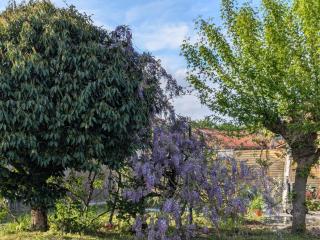 Les pins du teich - 3