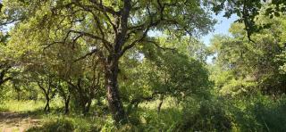 בית בכפר - Kefar Pines - 6