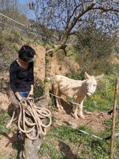 MASIA CAN SUNYER AGROTURISMO - 7