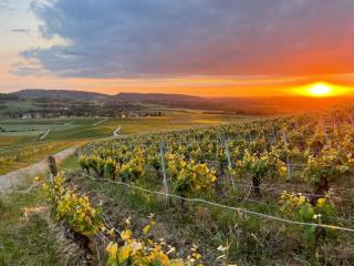 Le Temps d'une Vendange - Lavigny - 3