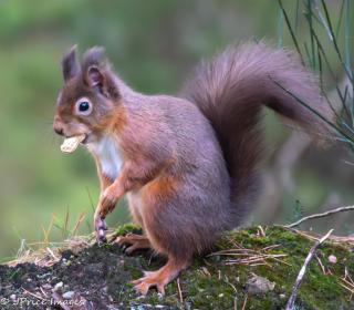 Cairngorm Lodges - Aboyne - 9