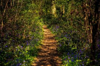 Pear Tree Cottage in the Cotswolds - 4