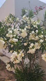 Chambre Suite Paco avec accès piscine - 7