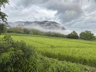 The Rice Chiang Dao - 1