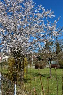 FeWo "Im Birnaublick" am Bodensee, Konstanz-Wallhausen - Konstanz - 1