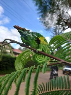 Chameleon Eco Farm Stay and Cultural Tours - Lushoto - 6