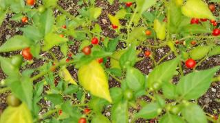 Capsicum galapagoense - Puerto Ayora - 3