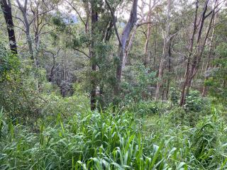 Trees Rd Glamping - Tallebudgera - 2