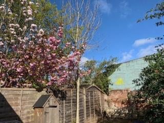Charming, plant-filled cottage - Oxford - 4