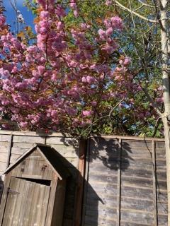 Charming, plant-filled cottage - Oxford - 3
