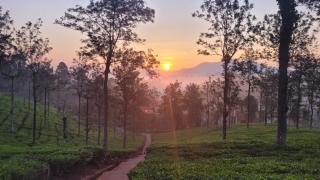 Jungle Tusker Resort The Nilgiris - - 2