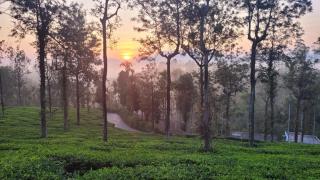 Jungle Tusker Resort The Nilgiris - - 1