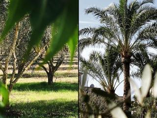 Mallorca 19 km Montuïri Finca Gallo Negro Santanyi Campos gesamte Unterkunft Social Media - Campos - 9