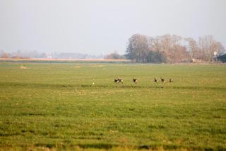 B&B de Friese Meren, helemaal privé voor jou! - Tjerkgaast - 1