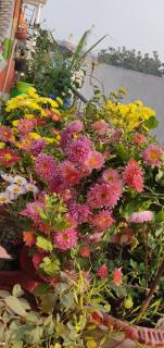 Sachan homestay - Prayagraj - 3