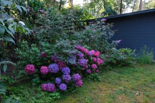 Vakantiewoning Bosvogel - Holten - 8