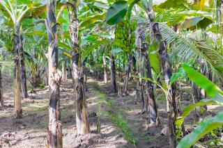 Riverside Farm Stay - Dambulla - 1