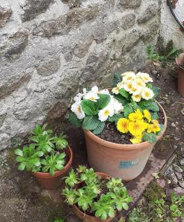 Wildberry cottage - Orgères-la-Roche - 5