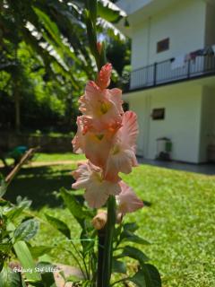 Randi villa - Gomagoda - 2