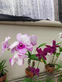 A Suburban Haven, top floor unit with Balcony- at Camarin Caloocan City!! - - 7