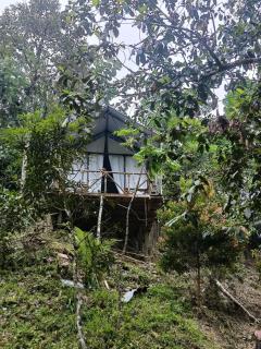 Escape Leuser Glamping & Jungle Expedition - Timbanglawang - 2