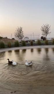 La Granja blanca - Ḩaşat al Bidīyah - 6
