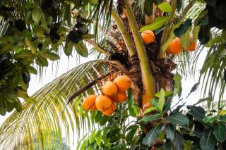 Kê vitamina - Solar dos Ananas - 1