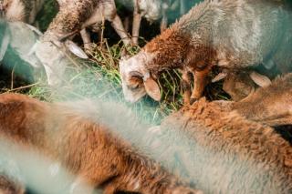 Kê vitamina - Solar dos Ananas - 1