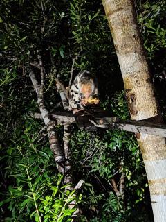 Yenros Raja Ampat - Yennanas Besir - 5