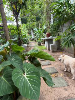 Batti Home stay - Nikawatawana - 1