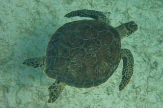 Explores raja Ampat - - 8