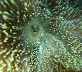Explores raja Ampat - - 1