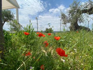 oasi di pace fasano NEW apartment - Fasano - 3