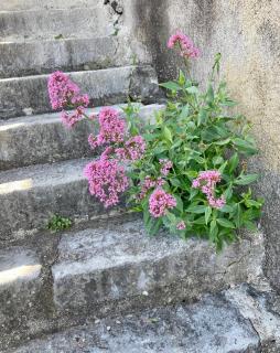 La Figuiere du village - La Ville-Dieu-du-Temple - 1