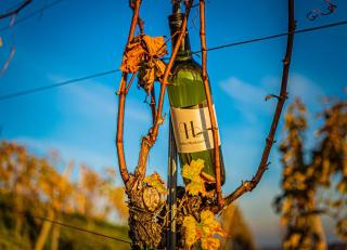 Weingut Hernach vlg Roschitz - Leutschach - 6