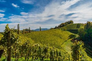 Weingut Hernach vlg Roschitz - Leutschach - 5