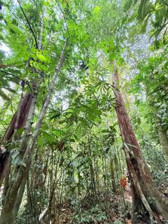 Sinharaja Vini Villa - 1