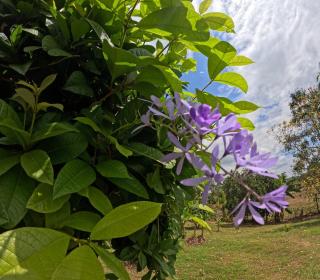 Don Elso House, Trail and Mountain - Tigra - 6