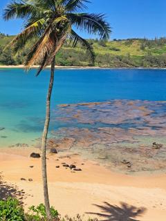 This is it! Dreamy Beach, Stunning Views, Awesome Location - Kilauea - 0