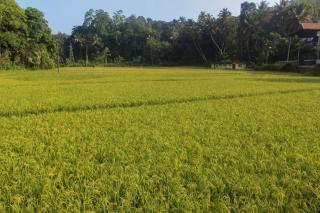 Studio 509 - Kandy - 2