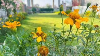 The Ummed Palace - 2