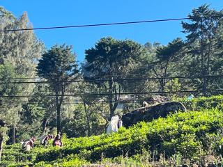 Singing hills hotel - Nuwara Eliya - 2