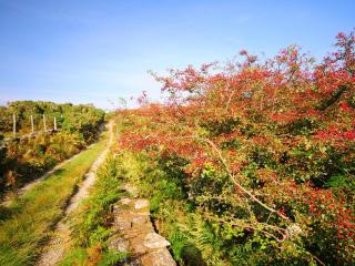 Arthfan - Llanelltyd - 0