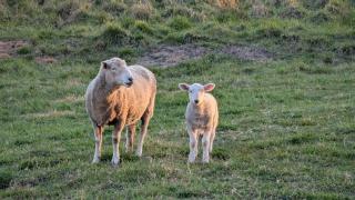 OLDGREENWELLS B&B - Walcha - 3